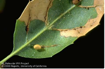 Galls, and necrosis where galls dropped from the leaf, caused by two-horned oak gall wasp infesting coast live oak. Photo: Jack Kelly Clark