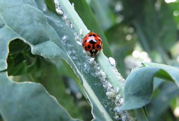 Lady beetles can consume thousands of aphids.  Photo: J. Alosi