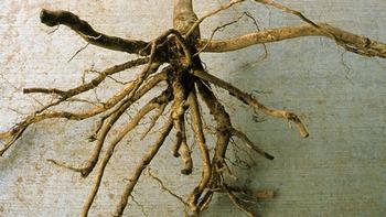 Bare Root Tree