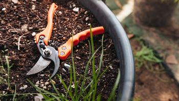 close-up-view-of-pruning-shears-lying-on-ground-in-W4EGY9Q