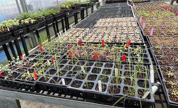 Newly seeded flats await germination in the greenhouse