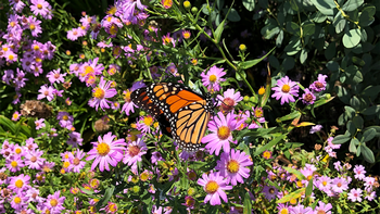 A monarch butterfly feeding on the nectar of an aster. Photo: Becky Laboy