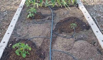 Drip irrigation offers several advantages. Water is slowly placed more accurately in the root zone, so there is little or no waste. Photo: Courtesy