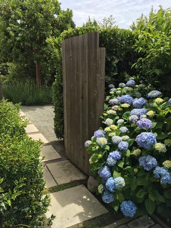 This hydrangea may need more water than the shrubs surrounding it, but if it’s well-established, it may do ok on the same amount of water..