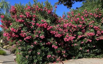 In all candor, do not eat the oleander. Photo caption: Sara O'Keefe