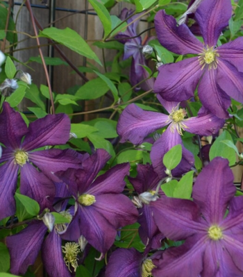 Layering is a technique you can use to multiply your Clematis vines. Photo: Erin Mahaney