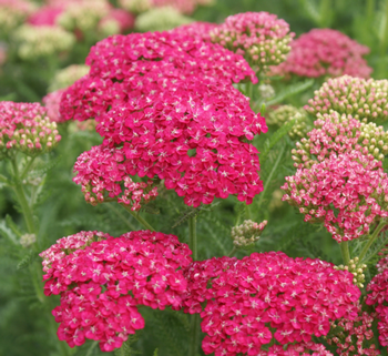 Achillea or Yarrow are very easily divided into more plants. Photo: UC Regents
