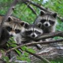 Wanted: comfy home for baby raccoons