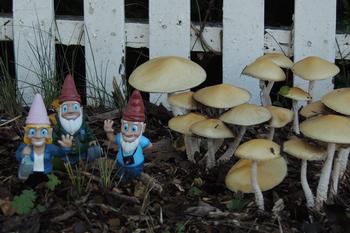 The gnomes were excited to go see the mushrooms in the neighborhood. Photo: Diane Lynch