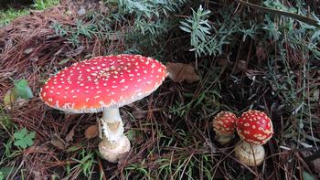 Amanita muscaria are about the prettiest mushroom around.  No wonder they’re called the fairy tale mushroom. Photo: Diane Lynch