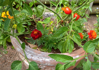 Tomatoes are a summertime staple in most edible gardens. There are varieties perfect for containers. Photo: Marin Master Gardener