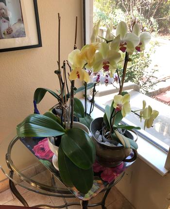 Phalaenopsis should be planted in a well-draining potting medium, and water should flow through the container. Do not allow plants to sit in water.