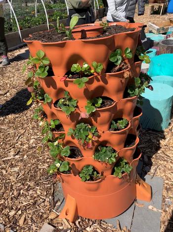 Strawberry plants are growing in a multilevel planter. Photo: Sara O'Keefe