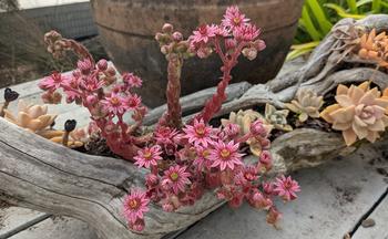 Sempervivum arachnoideum (hens and chicks) in bloom. Being monocarpic, they flower once, and after they bloom, they die. Photo: Lillian Trac