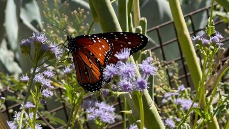 Nectar-producing flowers bring butterflies to help with pollination