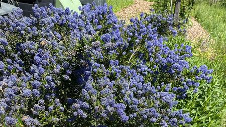 Ceanothus blossoms attract bees and add beauty to an edible garden