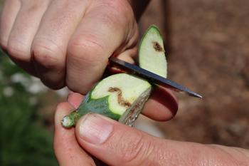Damage inside a fig caused by the larva of the Black Fig Fly. Photo: UC Regents