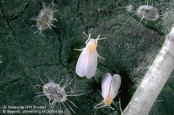 Whitefly adults and nymphs. Many generations of whiteflies in all their stages can live on the undersides of leaves. Photo: UC Regents