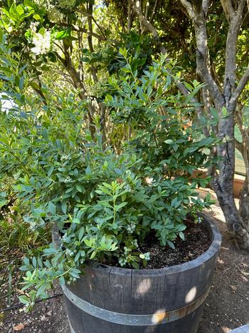 Blueberries are thriving in the half of an old wine barrel