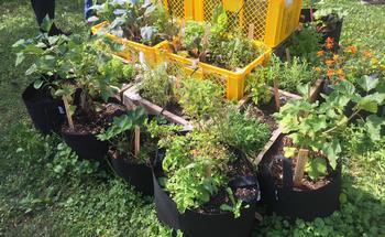 A combination of grow bags and other containers can be used to create a portable edible garden