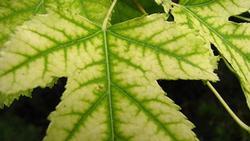Leaf veins remain dark green with an iron deficiency. Photo: Utah State University