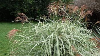 Miscanthus sinensis. Photo: Wikimedia Commons