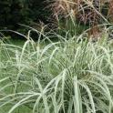 How to grow and care for grasses