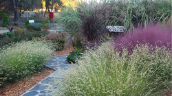 Ornamental grasses come in a wide variety of sizes, shapes, and colors. Photo: UC Regents