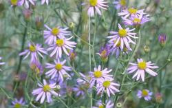 Plants with many small flowers, like asters, are attractive to beneficials. Las Pilitas