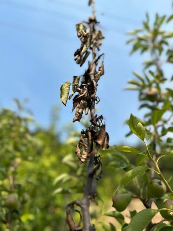 The blackened stem and leaves on this Bartlett pear tree indicate a bacterial caused fire blight.