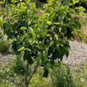 July 2024: Fruit Tree Maintenance