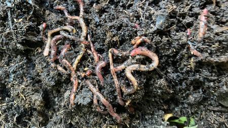 Worms create tunnels through the soil, providing space for air and water to reach plant roots.