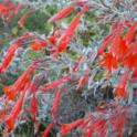 Epilobium, California fuchsia