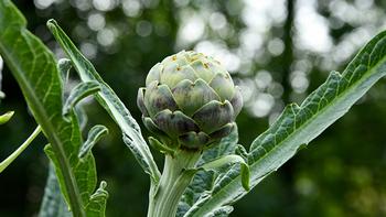 Artichoke_Shelley Pauls_unsplash