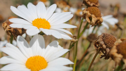 daisies with deadheads