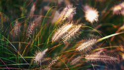 Ornamental Grass_Leiada Krozjhen_unsplash