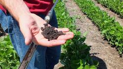 800px-Soybean_Field_with_Healthy_Soil_(9316804120) Cropped