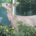 Oh, Deer! How to grow a lovely garden despite uninvited guests