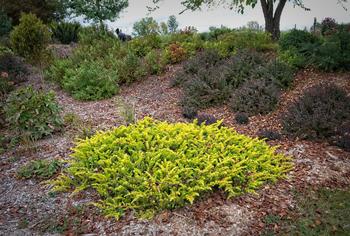 One well-placed dwarf conifer lights up a mixed bed. Photo: F. D. Richards, Flickr