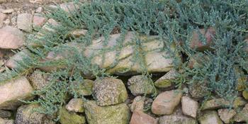 Dwarf conifers look beautiful tumbling over rocks. Photo: Las Pilitas