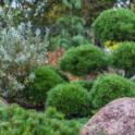 Dwarf conifers: small stature, big impact