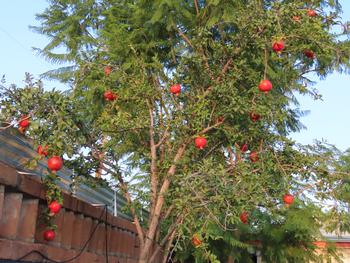 In addition to providing tasty fruit, pomegranate trees offer shade, fall color, and drought tolerance. Photo: Chick Bee, Flickr