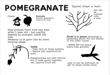 pomegranate graphic