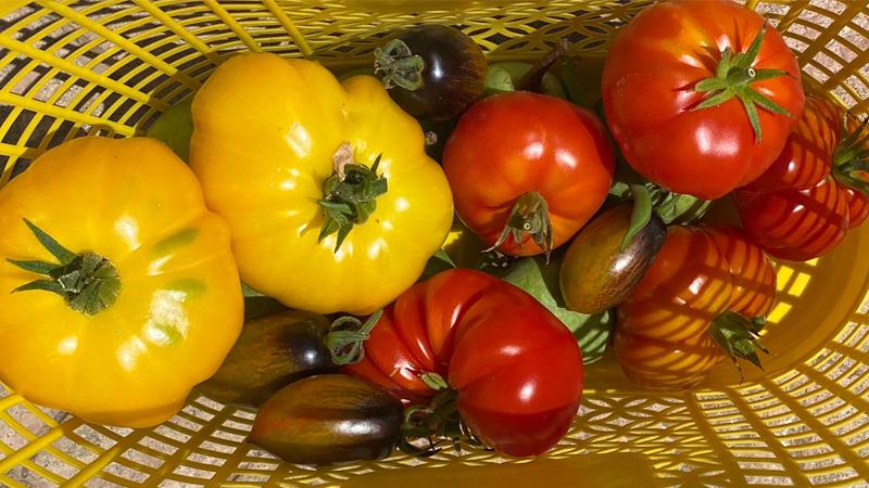 Seven tomato varieties were included in the Edible Demo Garden “Tomato Experiment”. Four are pictured here. Photo by Jenny Chan.