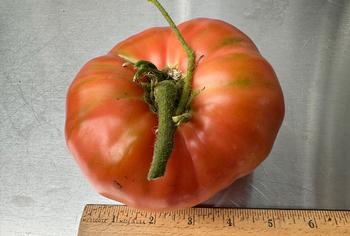 Mortgage Lifter was a size winner with single tomatoes weighing over 1.5 pounds. Photo by Marty Nelson.