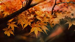 Japanese Maple Fall Leaves_Unsplash free