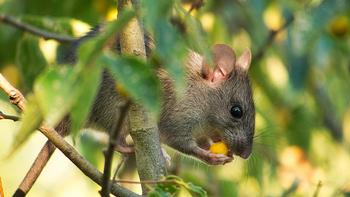 Rat in tree_Unsplash free