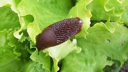 Slug_damaging_vegetables Cropped