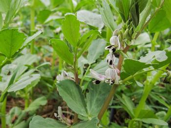 Fava beans are an attractive and popular cover crop due to their nitrogen-fixing effects in the soil. Photo: Flickr