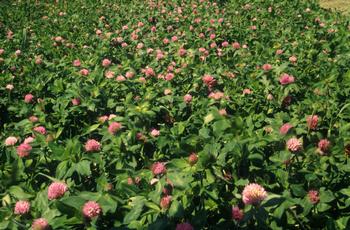 A field of red clover attracts pollinators and suppresses weeds while giving a garden plot time to rest during the off-season. Photo: Flickr